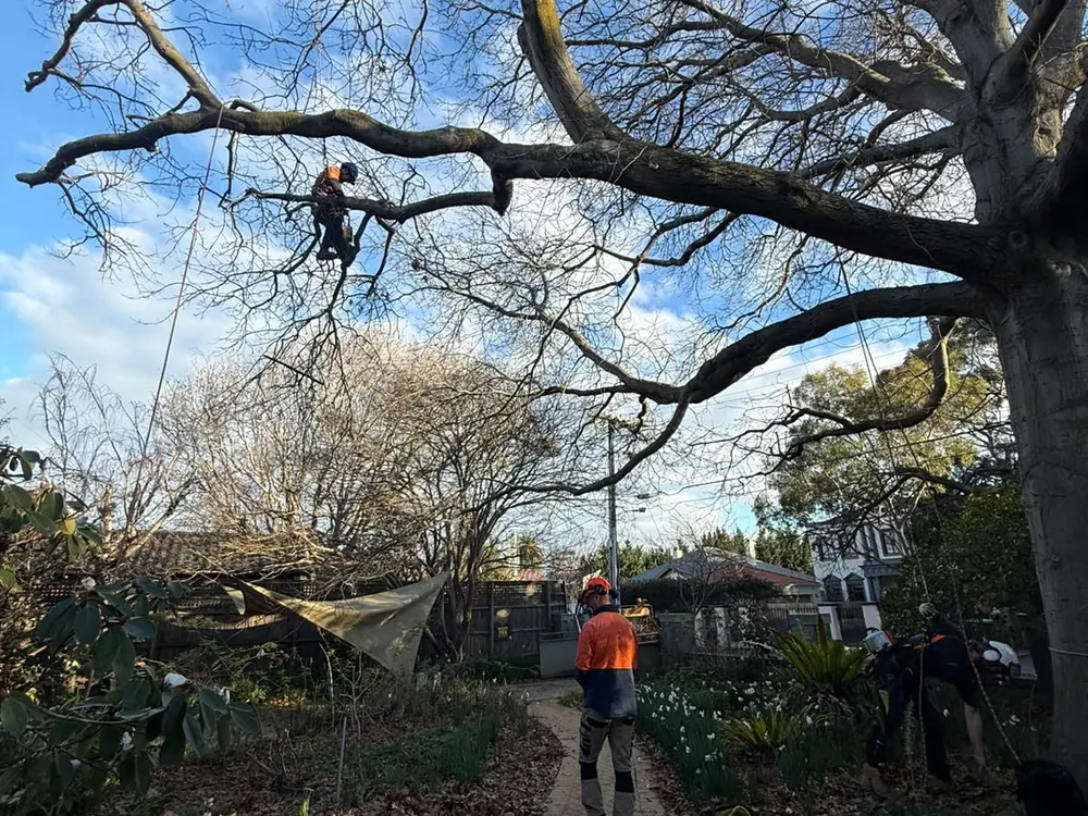 TLC ground crew in high-vis managing the site during tree work