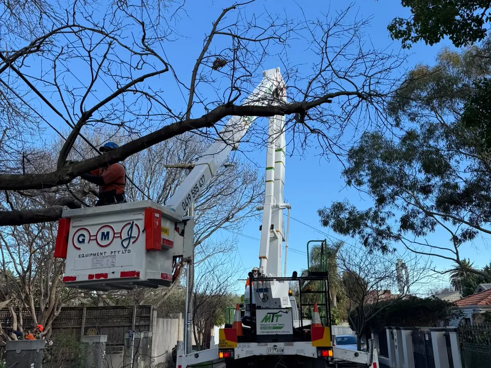 Truck-mounted elevated work platform reaching high canopy
